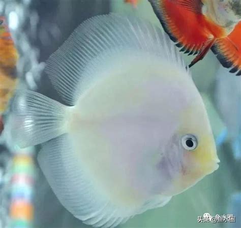 魚躍七彩神仙魚 封窗方法